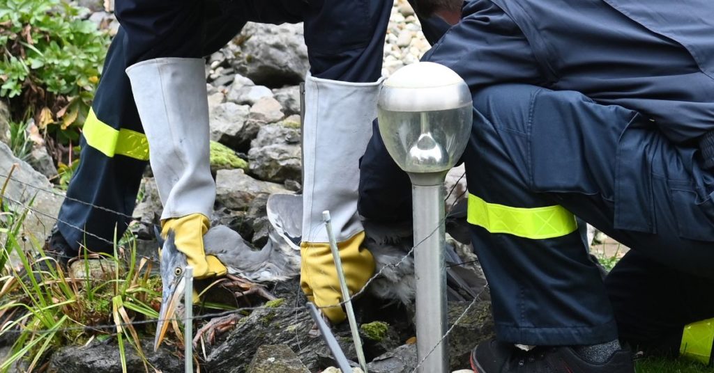Tierischer Feuerwehr-Rettungseinsatz für Reiher in misslicher Lage / Foto: Bludau